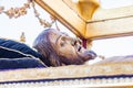 Huelva, Spain - April 14, 2022: Detail of the face of Jesus Christ in the Throne or platform of the paso of the Holy Burial Santo