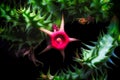 Huernia cactus flower Royalty Free Stock Photo