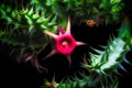 Huernia cactus flower