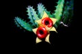 Huernia cactus flowers