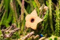 Huernia Hislopii cactus flower Royalty Free Stock Photo