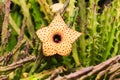 Huernia Hislopii cactus flower Royalty Free Stock Photo