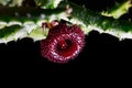 Huernia Hystrix cactus flower Royalty Free Stock Photo