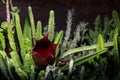 Huernia keniensis cactus flower