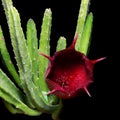 Huernia keniensis cactus flower Royalty Free Stock Photo