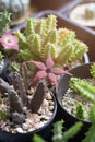 Huernia with red flower in cactus and succulent garden