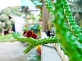 Huernia schneideriana have three red flowers, succulent on pot, cactus, cacti, cactaceae, tree. Drought tolerant plant.