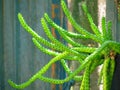 Huernia schneideriana is a succulent perennial and detail of t