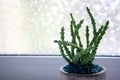 Huernia succulent plant in concrete pot