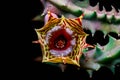 Huernia Zebrina cactus flower Royalty Free Stock Photo