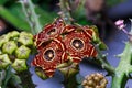 Huernia Zebrina cactus flower