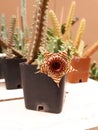 Huernia zebrina