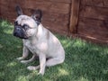 Huffy french bulldog sitting on the grass in the garden and looking at camera Royalty Free Stock Photo