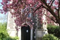 Pink flower behind Building