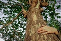 Hug a big tree, symbolizing the connection between humans and nature. Royalty Free Stock Photo