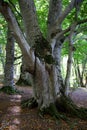Hug between two tree trunks in the beech forest Royalty Free Stock Photo