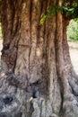 huge acacia tree with gnarled trunk age many hundreds of years