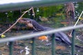 Huge adult monitor lizard spotted at Sengkang Riverside Park, partially submerged in shallow waters.