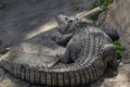 Huge Adult Nil river Crocodile