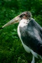 Huge african bird of prey Marabu Royalty Free Stock Photo