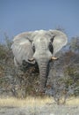 Huge African Elephant