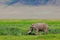 Huge African elephant bull