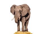 Huge african elephant isolated on white background Royalty Free Stock Photo