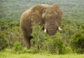 Huge African elephant Royalty Free Stock Photo