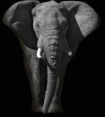 Huge African elephant portrait Royalty Free Stock Photo
