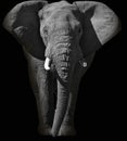 Huge African elephant portrait in black and white Royalty Free Stock Photo