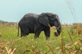 A huge African elephant in Queen Elizabeth National Park in Uganda