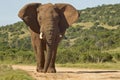 Huge African elephant in the road Royalty Free Stock Photo