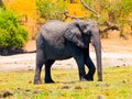 Huge african elephant Royalty Free Stock Photo