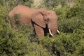 Huge African elephant walking through thick bush Royalty Free Stock Photo