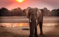 Huge African Tusker in Sunset