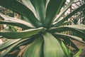 Huge agave close-up in the Botanical garden