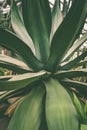 agave close-up in the Botanical garden, greenhouse