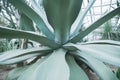 Huge agave close-up in the Botanical garden, greenhouse