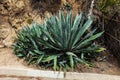 Huge agave plants