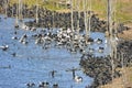 Huge aggregation of flocking waterbirds Royalty Free Stock Photo