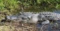 Huge Alligator sunning near shore in a central Florda lake with a smile! Royalty Free Stock Photo