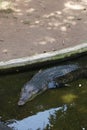 A huge alligator in a water pond.