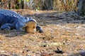 Huge American alligator, Florida wetlands