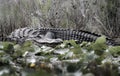 Huge American Alligator on bank of Billy`s Lake in the Okefenokee Swamp, Georgia