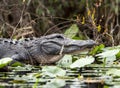 Huge American Alligator on bank of Billy`s Lake in the Okefenokee Swamp, Georgia Royalty Free Stock Photo