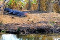 Huge American alligator mouth open, Florida