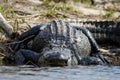 Huge American Alligator, Okefenokee Swamp National Wildlife Refuge Royalty Free Stock Photo