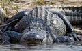 Huge American Alligator, Okefenokee Swamp National Wildlife Refuge Royalty Free Stock Photo