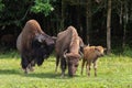 Huge American bison bull with tongue hanging out walking on grass with female and young