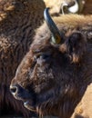 Huge American bison portrait Royalty Free Stock Photo